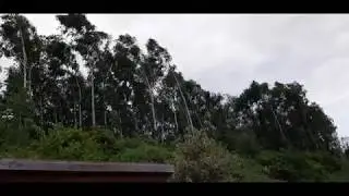 Trees Bending in Wind when a storm was brewing