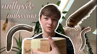 Unboxing 100+ Millipedes! | Image Inverts