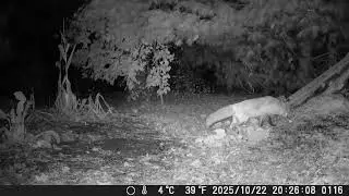 Backyard Wildlife Camera - Best of October 2025