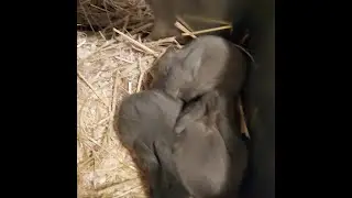 CONIGLI ARIETE NANI 
