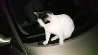 Mon chat histoire d'amour avec Renault megane Scenic / Love story Renault megane scenic