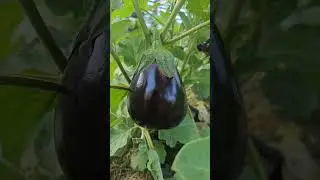 Growing Eggplant 💜 Little Farm Life  #farming #shorts #wildlife #eggplant