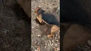 Airedale goes to ground. #funnydogs #dogs #dog #airedaleterrier