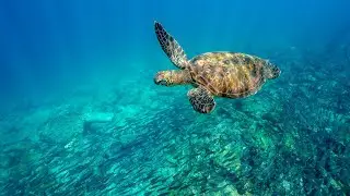 The Wild Galapagos