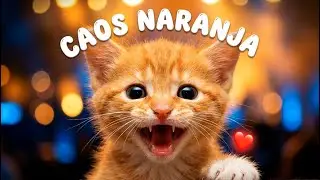 Himno de los Michis Naranjas 🍊 100% Caos