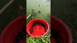 fishing differently...Crayfish catching technique...Fishing smart...#fishing #fishingshorts #hobby