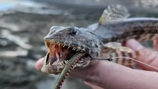 Multi-Species Fishing Challenge in the Canary Islands | LRF in Fuerteventura