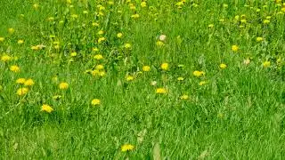 Blooming yellow dandelions on green glade. Green spring field and wild flowers. Zoom out