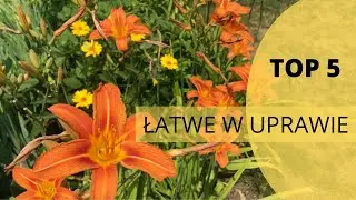 TOP 5 - super łatwe w uprawie (i kwitnące latem) rośliny do Twojego ogrodu
