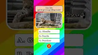 (P7) TRẮC NGHIỆM TIẾNG ANH - ĐỘNG VẬT #animals #education #funny #hoccungbe #puzzle #quiz