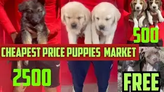 Cheapest Dog Market In Delhi NCR |  Pitbull Puppy Adoption | all India Delivery available