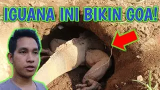 INDUKAN IGUANA GALI SARANG BARU DI BELAKANG ZILLALAND!