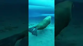 A Baby Penguin Was in Trouble - Walrus Came to Help #animals