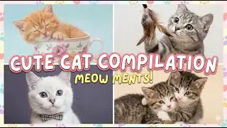 The Unstoppable Rise of Internet Cats