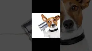 Rick Lee - Why Haven't I Heard From You #music #shortsmusic #telephone #shorts #funny #smartphone