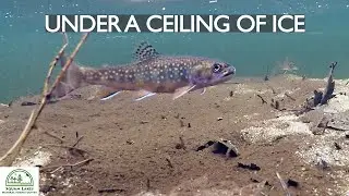 Under a Ceiling of Ice