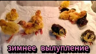 Совсем мало вылупилось перепеляток!!! Почему же так!?!?