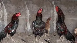 Как зовут новую курицу?