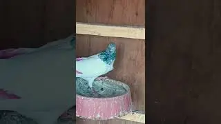 #اكسبلور #pigeon #متابعه #السعودية_الكويت_الامارات_قطر_عمان_البحرين_ #بغداد_بصرة_موصل_كربلاء_اربيل