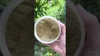 Cara Basmi Hama Kutu Putih PALING MURAH