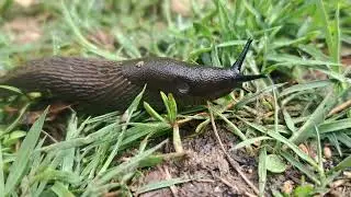 Slug slithering by