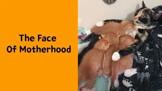 50 Of The Cutest Animal Parenting Moments Ever That Will Make Your Day 2/2