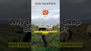 Why Do Horses Sleep Standing Up? #shorts #facts #horse #animals