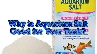 Cookie&rsquo;s Fishroom Episode 31 Why is Aquarium Salt Good for Your Tank?