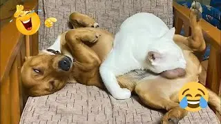 Unbelievable FUNNY DOGS 😱 Best Dog Fails & Goofy Moments 2025 #44