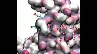 Dynamic Water Channel Formation in Pentacoordinated Hemoprotein