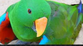 Trichy Birds Park | Part 3 | Macaw | Parrot | @nadodikathaigal | Tamil Travel | Tamil Nadu | India |