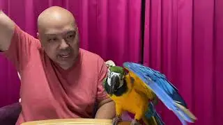 R3(2021)6/16(水)⑮リルファ【ルリコンゴウインコch】コンちゃんの為にお迎えした「オウムガエシ」のピーちゃん(三色旗インコ？)と遊ぶ！コンちゃん、万歳&rarr;パタパタ、ハーイ、お手は完璧できる！