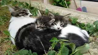Schlafende Katzen