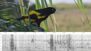 Yellow-rumped Cacique (Cacicus cela), Barba Azul Nature Reserve, Beni, Bolivia