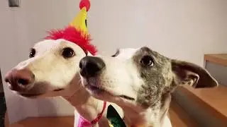 First escape room game for dogs :)
