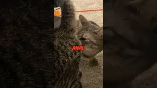 Cat Butt Raise Explained! #pets #dog #cat #catattitude #funny #funycat #cutepet  #facts #amazingfact