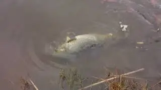 New Reel Scream Fishing Intro