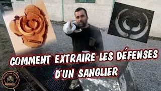 TUTO: Comment extraire les defenses d'un sanglier