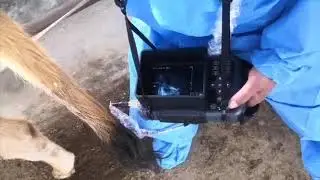 ECO-12Vet Handheld Ultrasound Machine From KeeboMed | Details & More