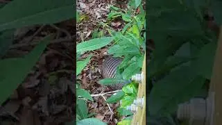 Nine-banded Armadillo Scuttles at Sawgrass