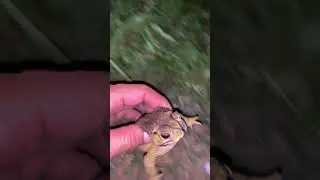Amazing toad frog #frog  #toad #sounds