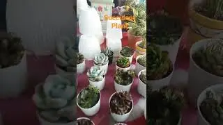 succulent plant ☘️ indore #shorts #shortvideo