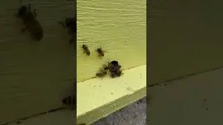 Beekeeping: New Nuc Colony