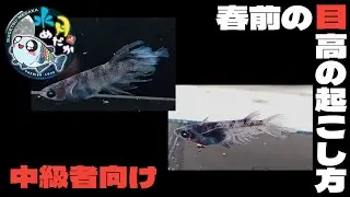 3月に向けて屋外のメダカを室内へ移動しました