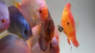 Stendker Discus filmed by Discus.ae