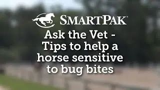 Ask the Vet - Tips to help a horse sensitive to bug bites
