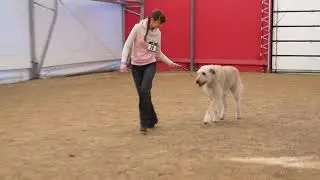 Zeus vom Alpetal Irish Wolfhound