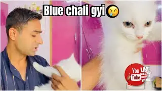 Hamari blue kitten chali gyi 😭 | #viral #vlog #trending #kitten #cat #petsvlog #viralvideo 