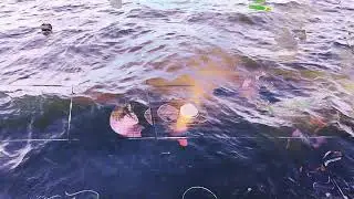 Tundmatu  - The Sea