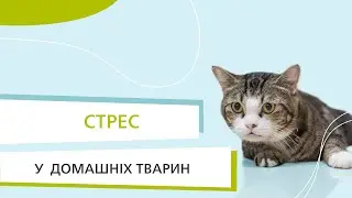 Стрес у котів: симптоми, наслідки для здоров'я та методи лікування